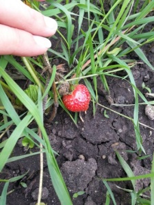 A strawberry growing among the weeds.